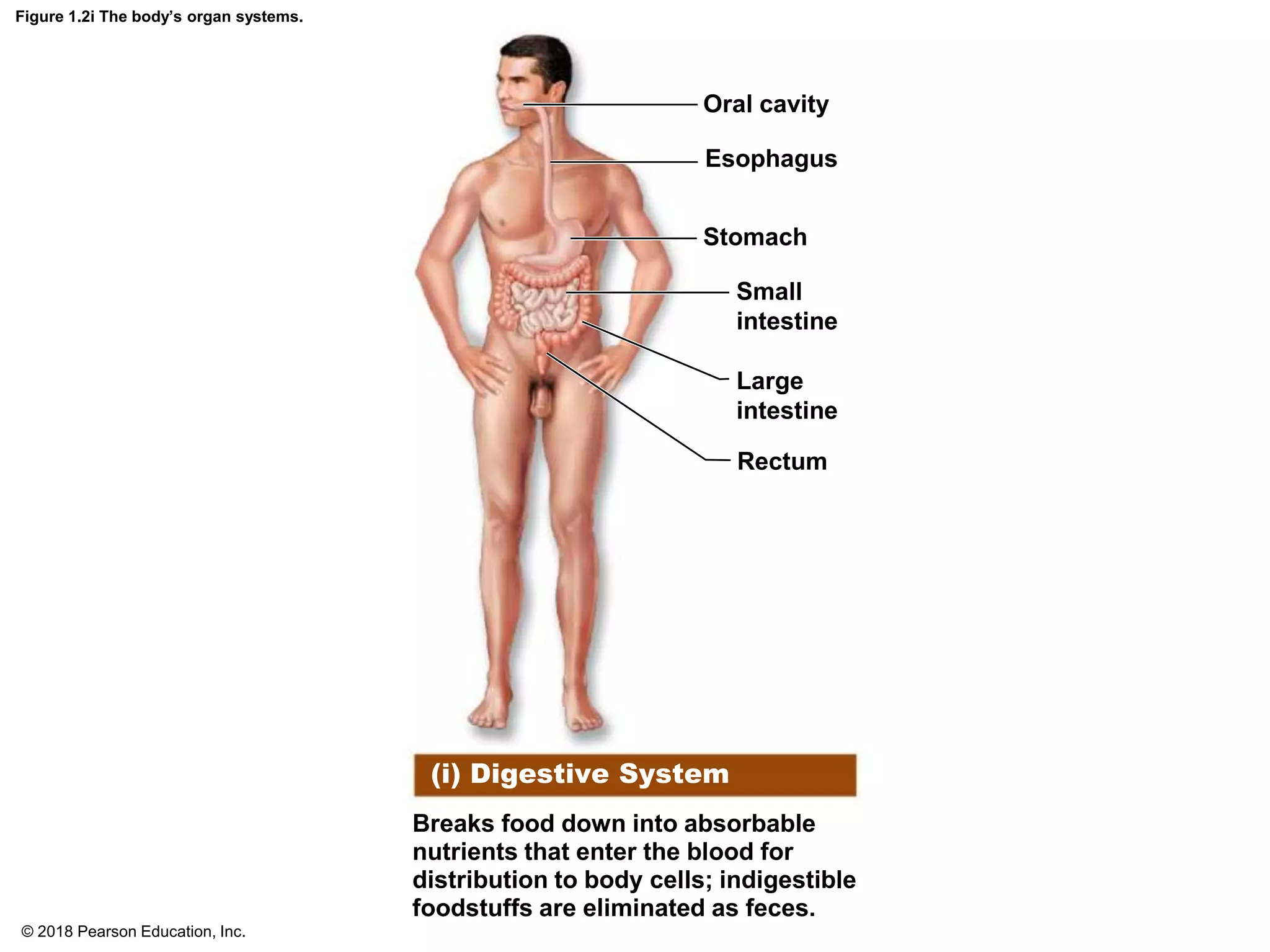 Figure 1.2i The body’s organ systems.
Oral cavity
Esophagus
Stomach
Small
intestine
Large
intestine
Rectum
(i) Digestive System
Breaks food down into absorbable
nutrients that enter the blood for
distribution to body cells; indigestible
foodstuffs are eliminated as feces.
© 2018 Pearson Education, Inc.
 