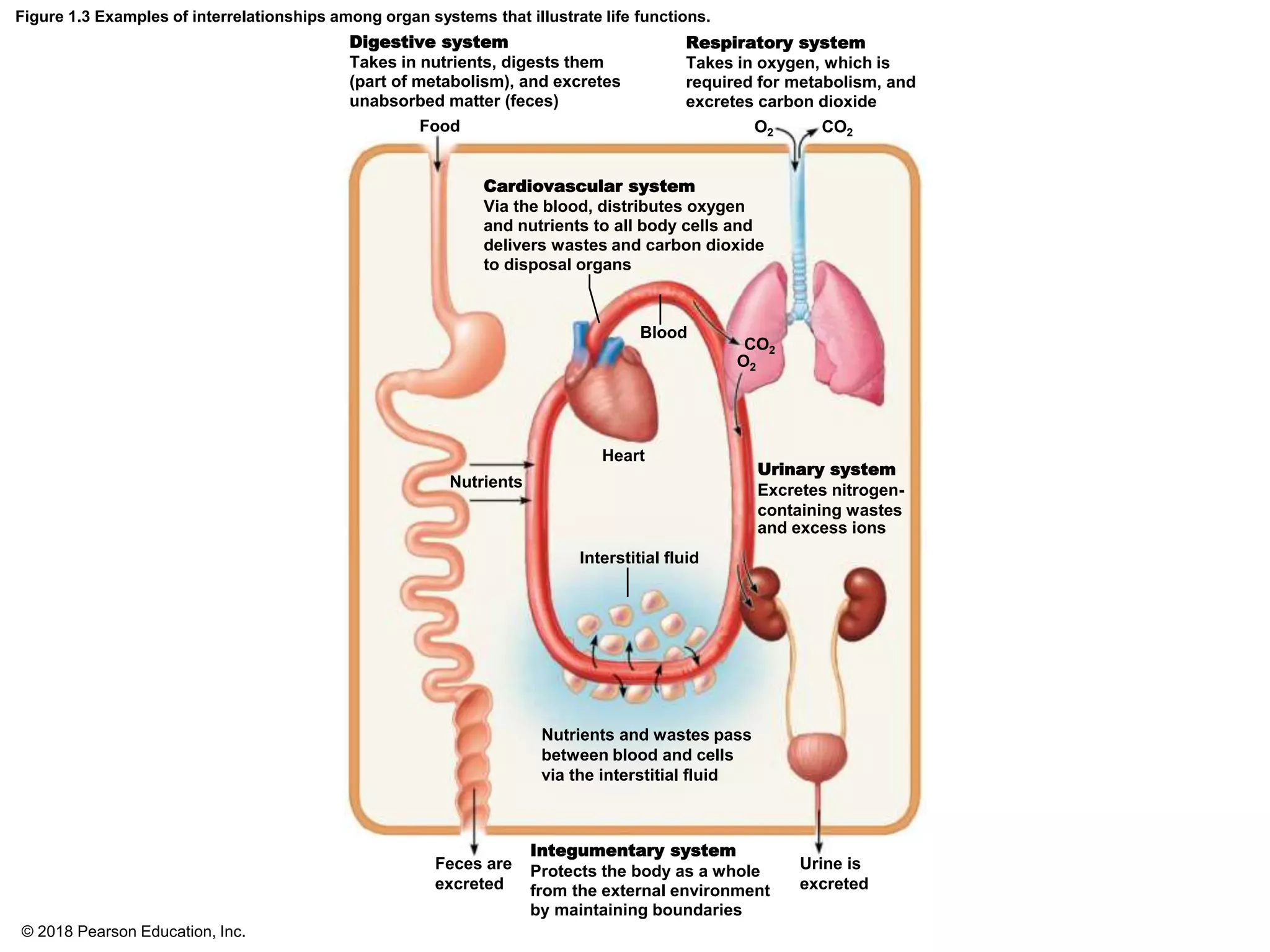 Figure 1.3 Examples of interrelationships among organ systems that illustrate life functions.
Digestive system
Takes in nutrients, digests them
(part of metabolism), and excretes
unabsorbed matter (feces)
Respiratory system
Takes in oxygen, which is
required for metabolism, and
excretes carbon dioxide
Food O2 CO2
Cardiovascular system
Via the blood, distributes oxygen
and nutrients to all body cells and
delivers wastes and carbon dioxide
to disposal organs
Blood
Heart
CO2
O2
Nutrients
Interstitial fluid
Urinary system
Excretes nitrogen-
containing wastes
and excess ions
Nutrients and wastes pass
between blood and cells
via the interstitial fluid
Feces are
excreted
Urine is
excreted
Integumentary system
Protects the body as a whole
from the external environment
by maintaining boundaries
© 2018 Pearson Education, Inc.
 