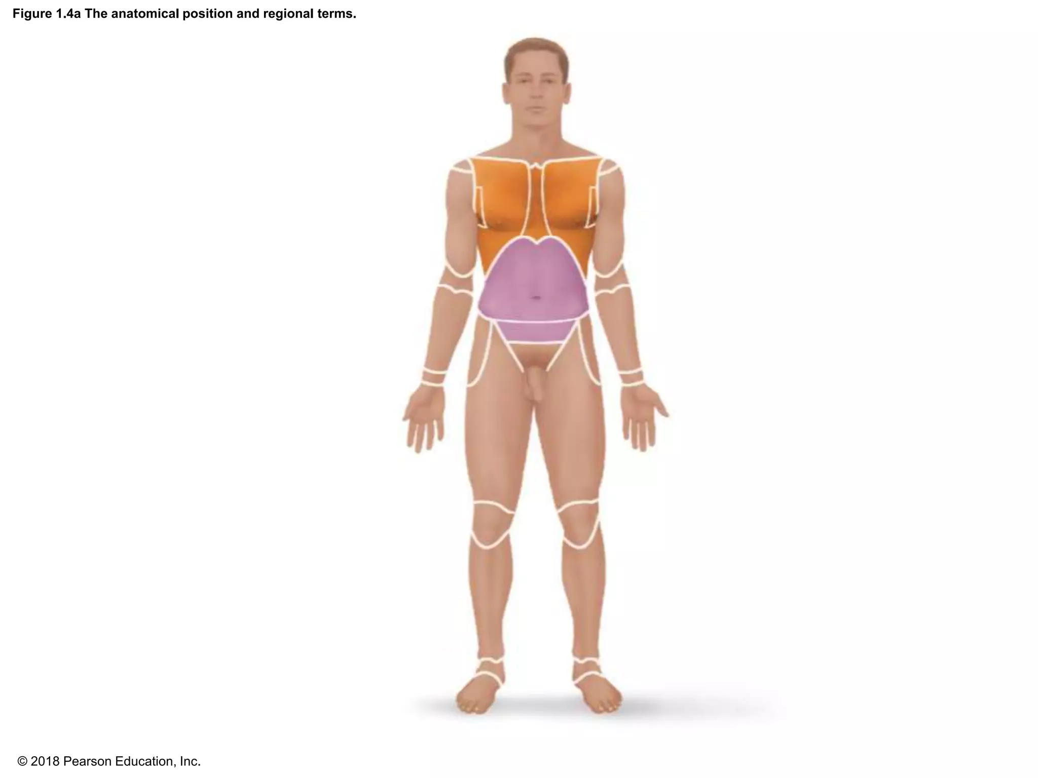 Figure 1.4a The anatomical position and regional terms.
© 2018 Pearson Education, Inc.
 