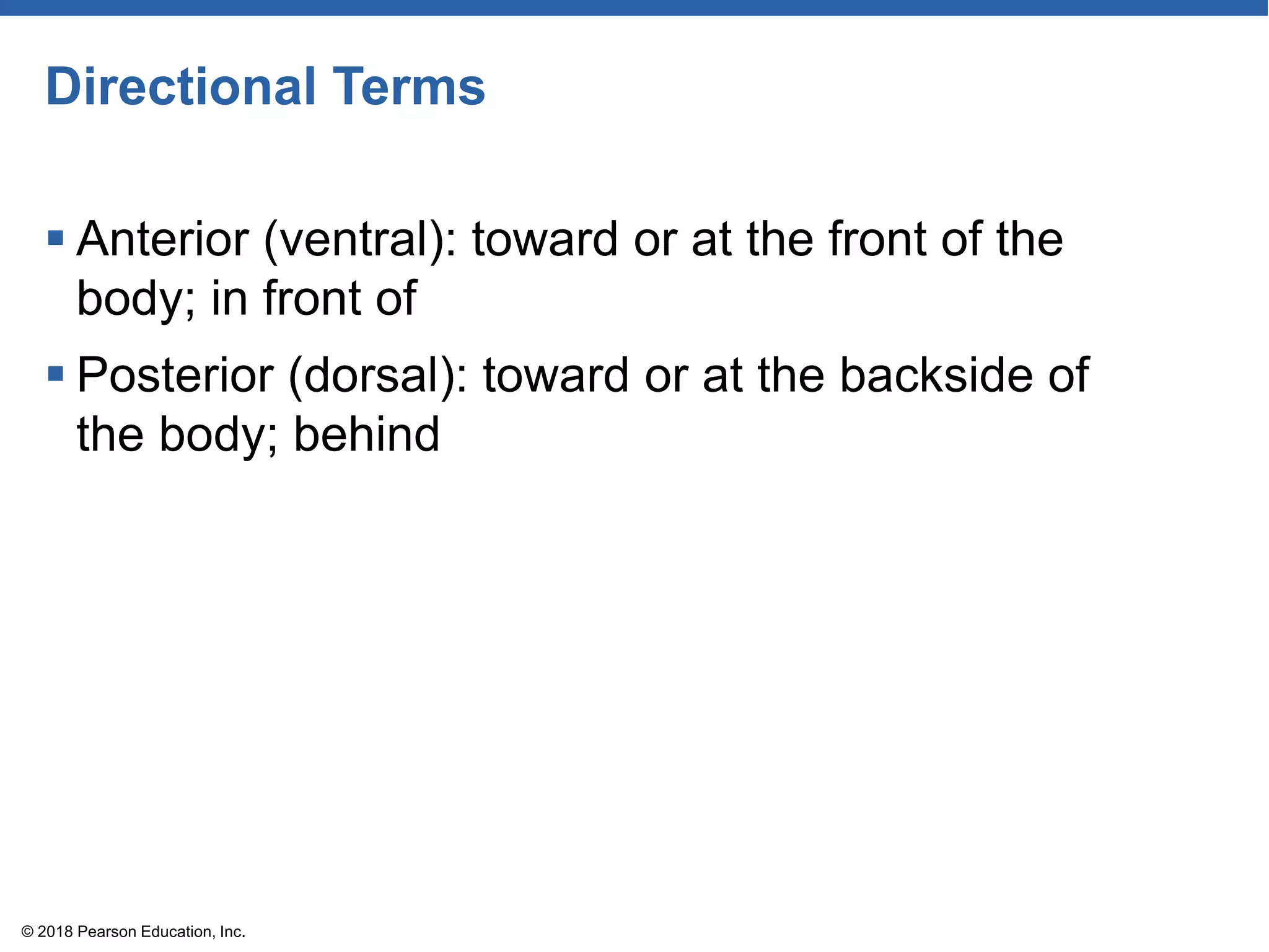 Directional Terms
 Anterior (ventral): toward or at the front of the
body; in front of
 Posterior (dorsal): toward or at the backside of
the body; behind
© 2018 Pearson Education, Inc.
 
