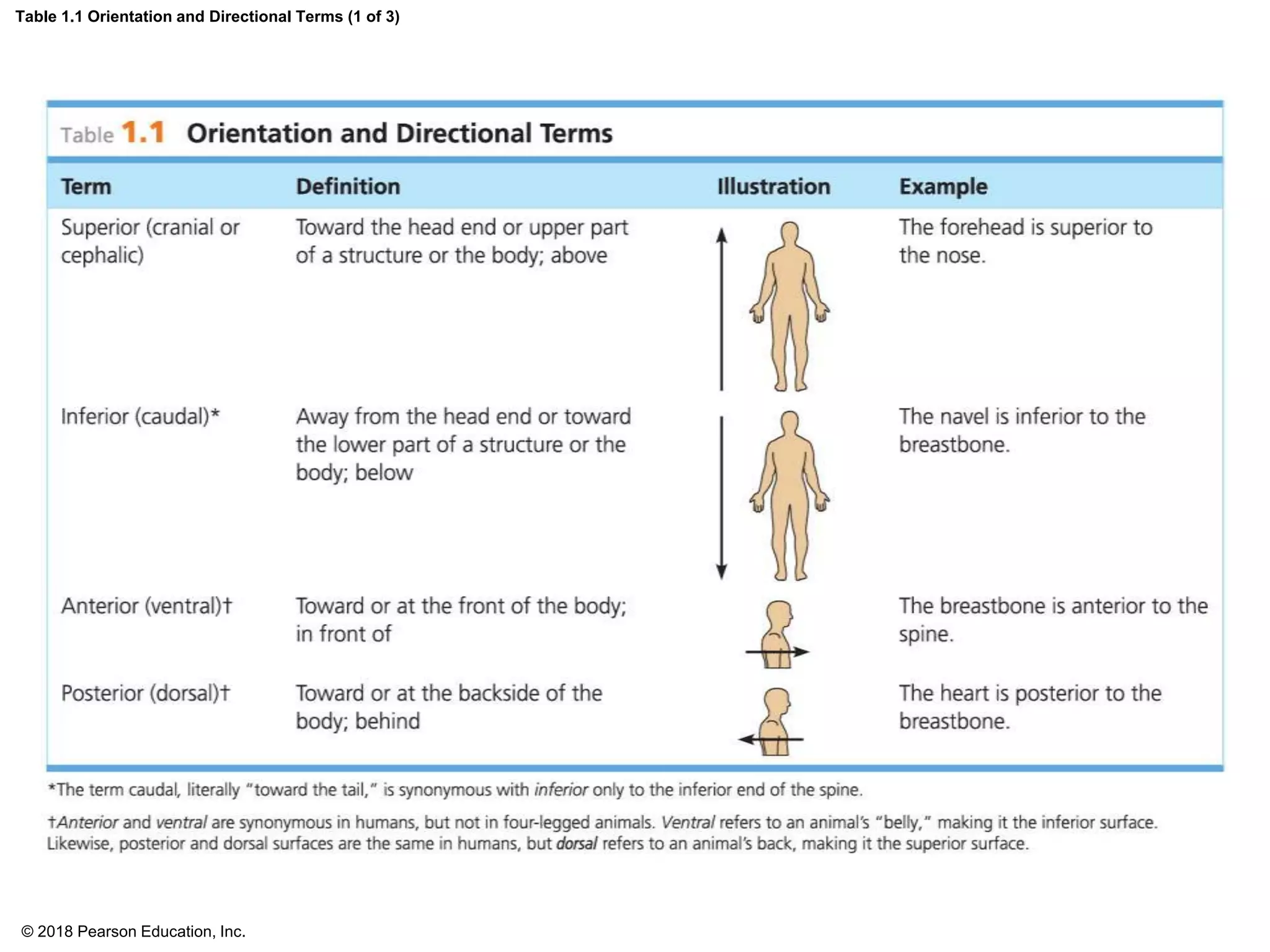 Table 1.1 Orientation and Directional Terms (1 of 3)
© 2018 Pearson Education, Inc.
 