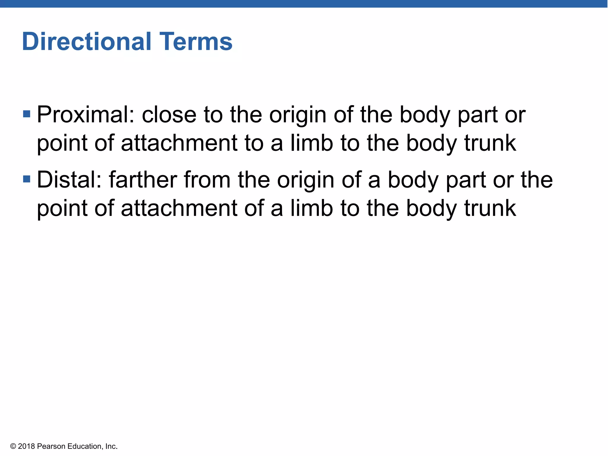 Directional Terms
 Proximal: close to the origin of the body part or
point of attachment to a limb to the body trunk
 Distal: farther from the origin of a body part or the
point of attachment of a limb to the body trunk
© 2018 Pearson Education, Inc.
 
