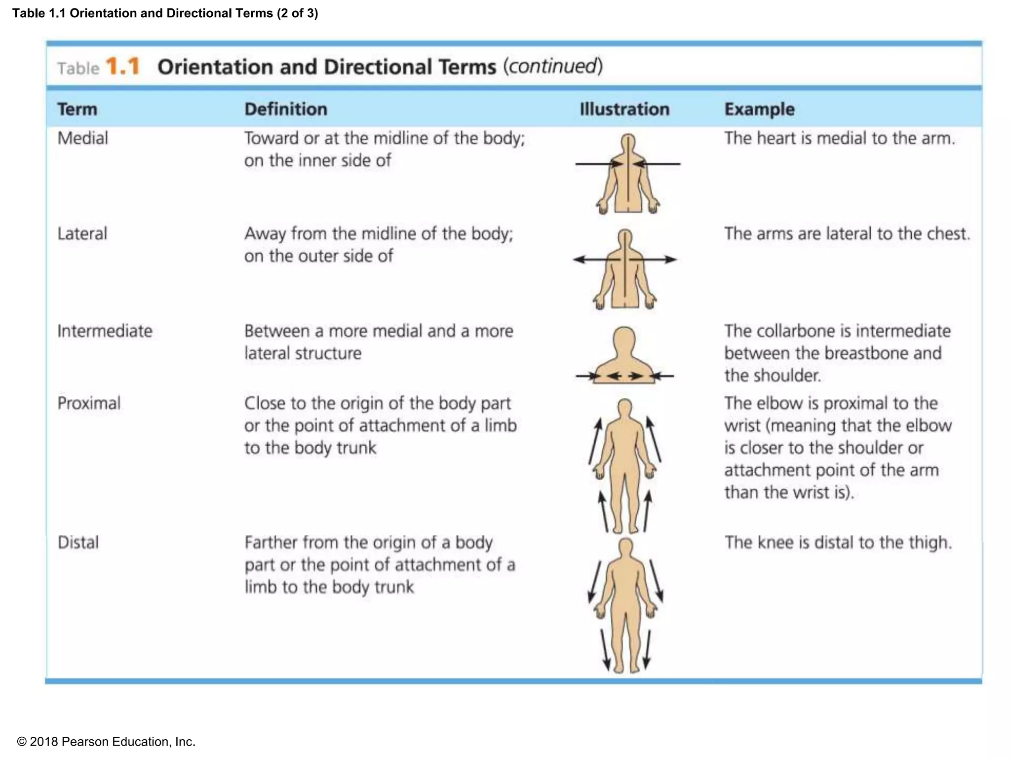 Table 1.1 Orientation and Directional Terms (2 of 3)
© 2018 Pearson Education, Inc.
 