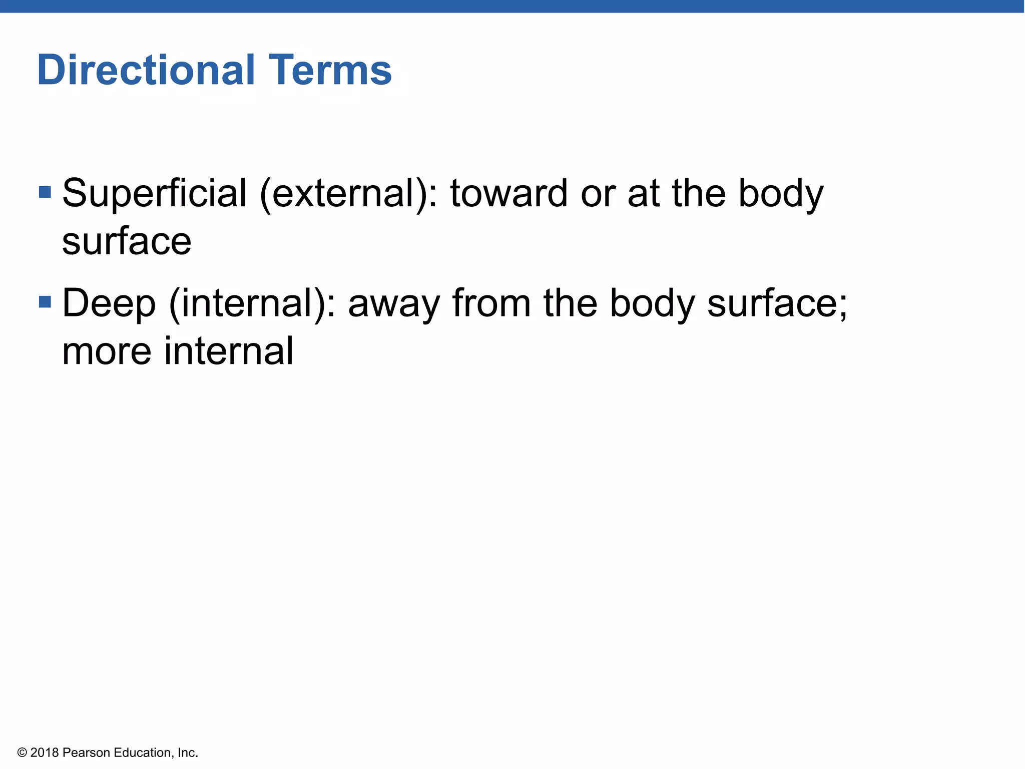 Directional Terms
 Superficial (external): toward or at the body
surface
 Deep (internal): away from the body surface;
more internal
© 2018 Pearson Education, Inc.
 
