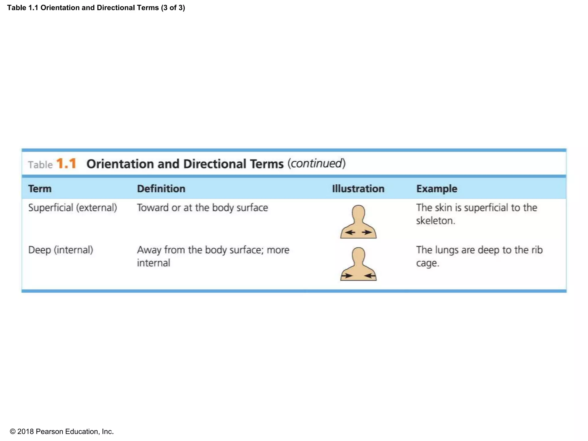 Table 1.1 Orientation and Directional Terms (3 of 3)
© 2018 Pearson Education, Inc.
 
