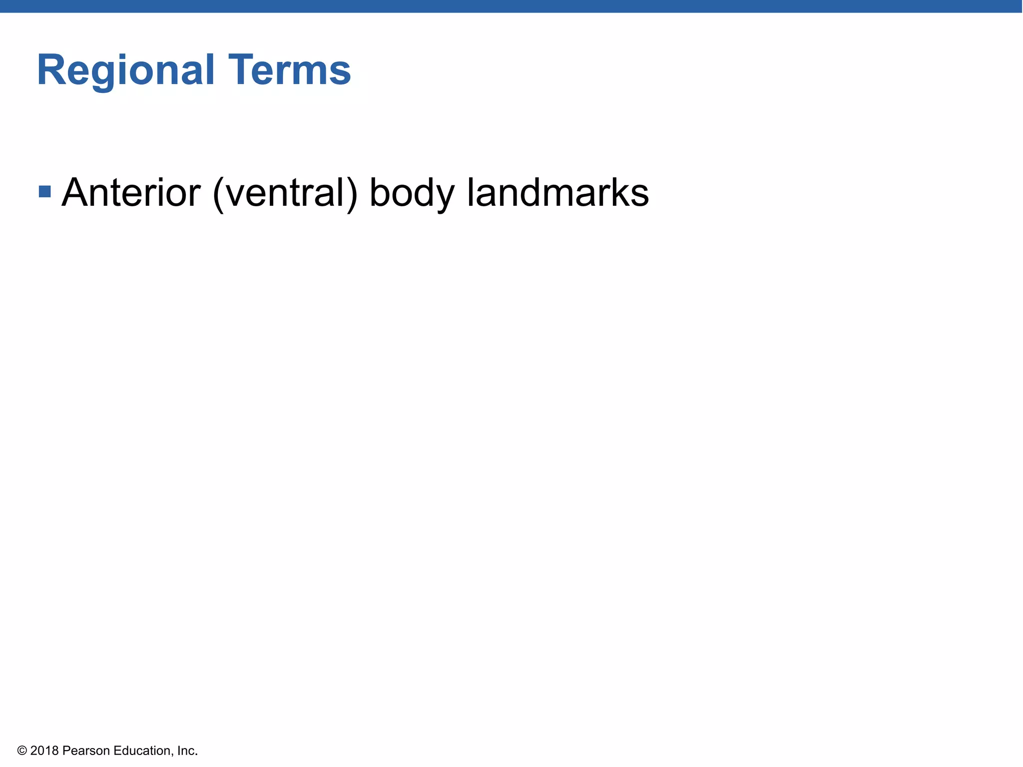 Regional Terms
 Anterior (ventral) body landmarks
© 2018 Pearson Education, Inc.
 