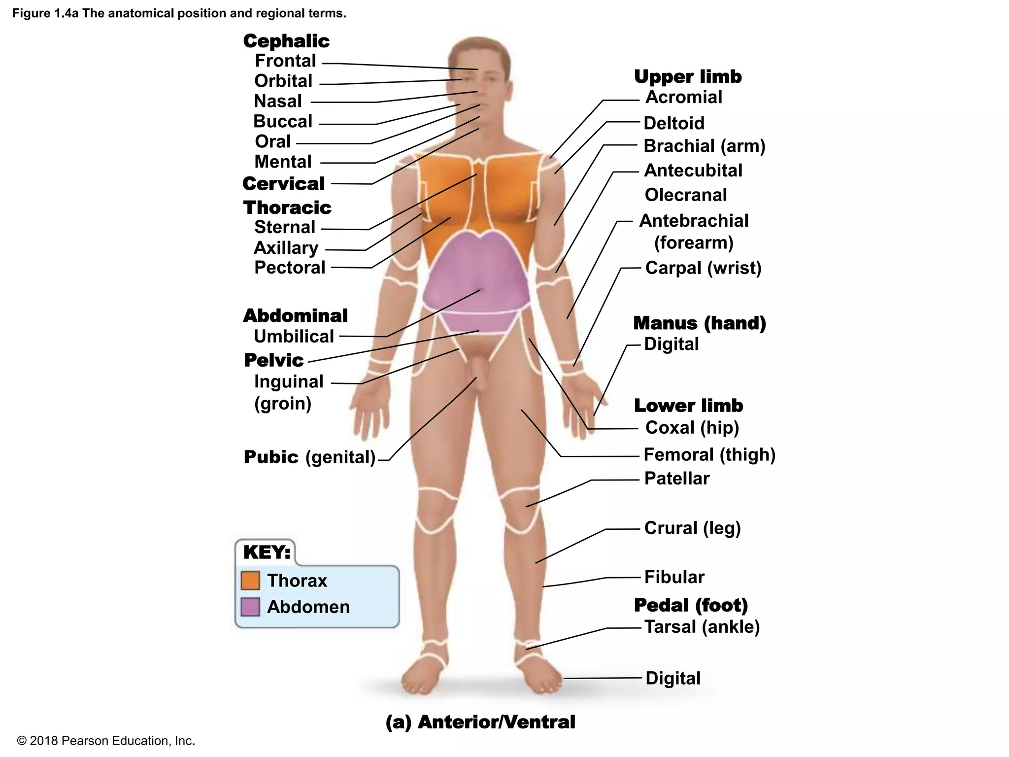 Figure 1.4a The anatomical position and regional terms.
(a) Anterior/Ventral
Cephalic
Cervical
Thoracic
Abdominal
Pelvic
Upper limb
Manus (hand)
Lower limb
Pedal (foot)
KEY:
Thorax
Abdomen
Frontal
Orbital
Nasal
Buccal
Oral
Mental
Sternal
Axillary
Pectoral
Umbilical
Inguinal
(groin)
Pubic (genital)
Acromial
Deltoid
Brachial (arm)
Antecubital
Olecranal
Antebrachial
(forearm)
Carpal (wrist)
Digital
Coxal (hip)
Femoral (thigh)
Patellar
Crural (leg)
Fibular
Tarsal (ankle)
Digital
© 2018 Pearson Education, Inc.
 
