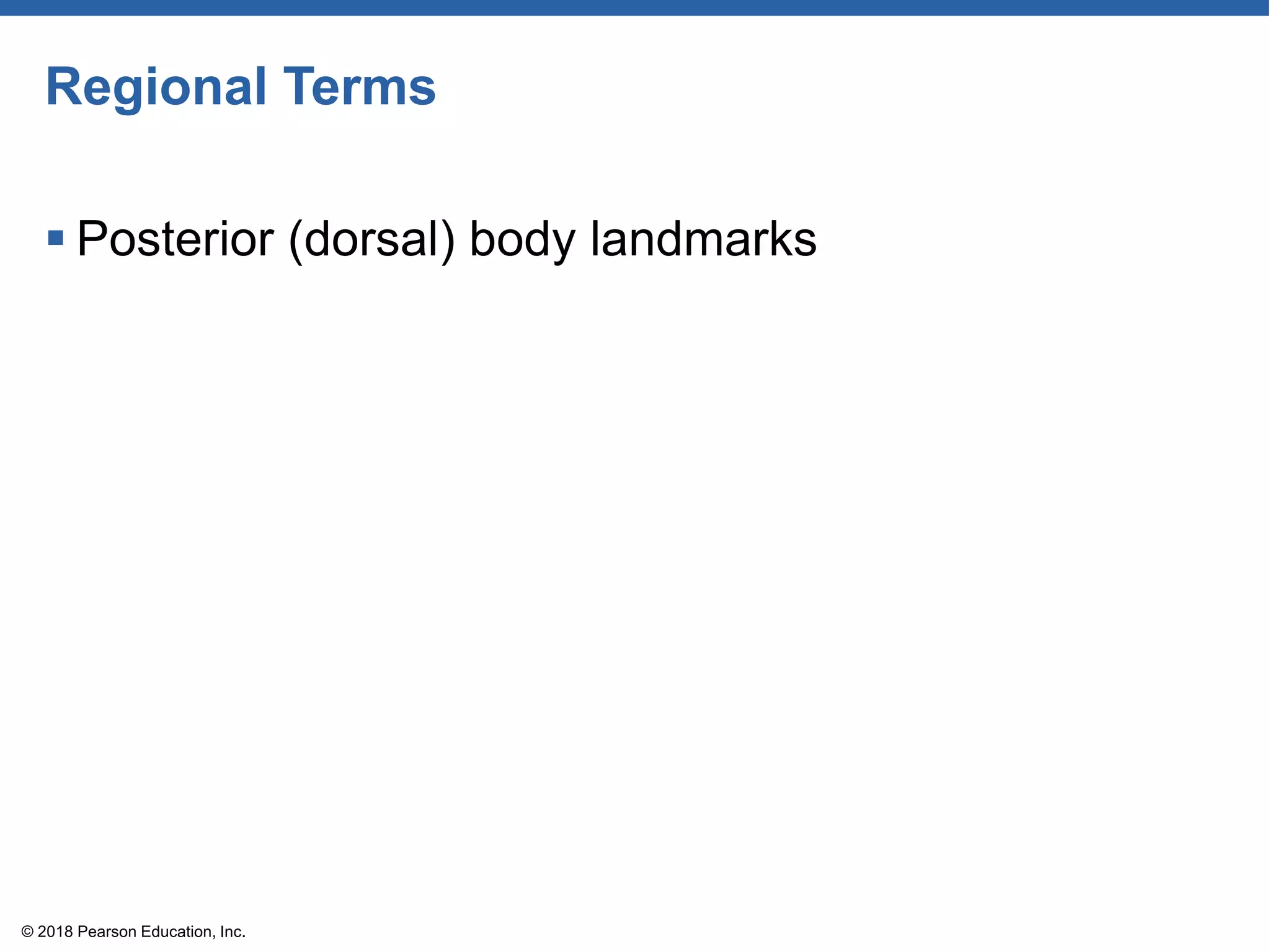 Regional Terms
 Posterior (dorsal) body landmarks
© 2018 Pearson Education, Inc.
 
