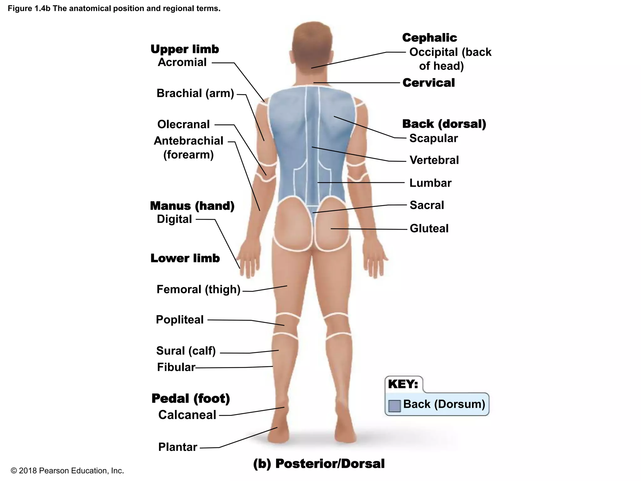Figure 1.4b The anatomical position and regional terms.
(b) Posterior/Dorsal
Upper limb
Manus (hand)
Lower limb
Pedal (foot)
Cephalic
Cervical
Back (dorsal)
Scapular
Occipital (back
of head)
Vertebral
Lumbar
Sacral
Gluteal
Acromial
Brachial (arm)
Olecranal
Antebrachial
(forearm)
Digital
Femoral (thigh)
Popliteal
Sural (calf)
Fibular
Calcaneal
Plantar
KEY:
Back (Dorsum)
© 2018 Pearson Education, Inc.
 