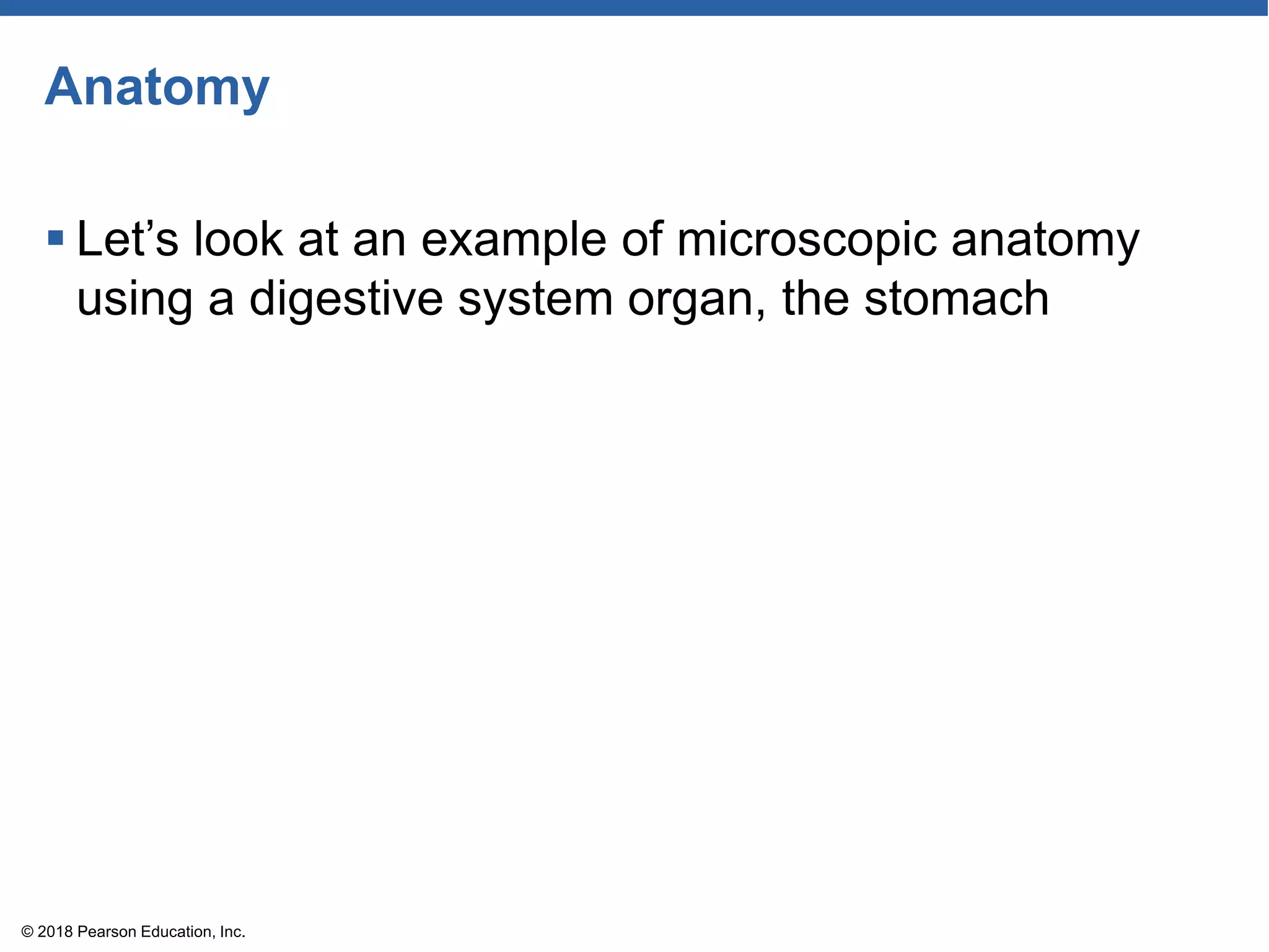 Anatomy
 Let’s look at an example of microscopic anatomy
using a digestive system organ, the stomach
© 2018 Pearson Education, Inc.
 