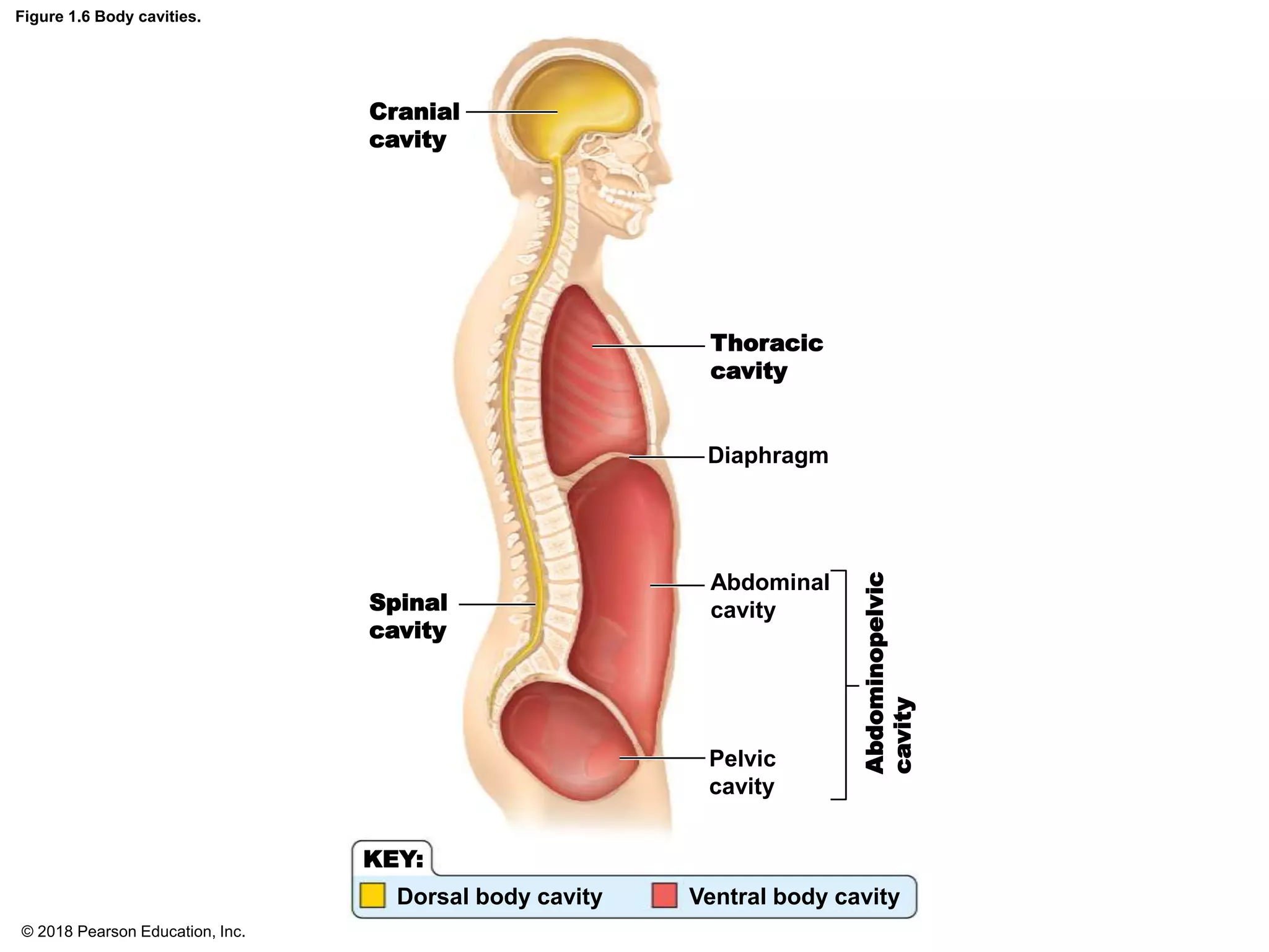 Figure 1.6 Body cavities.
Cranial
cavity
Thoracic
cavity
Diaphragm
Spinal
cavity
Abdominal
cavity
Pelvic
cavity
Abdominopelvic
cavity
KEY:
Dorsal body cavity Ventral body cavity
© 2018 Pearson Education, Inc.
 