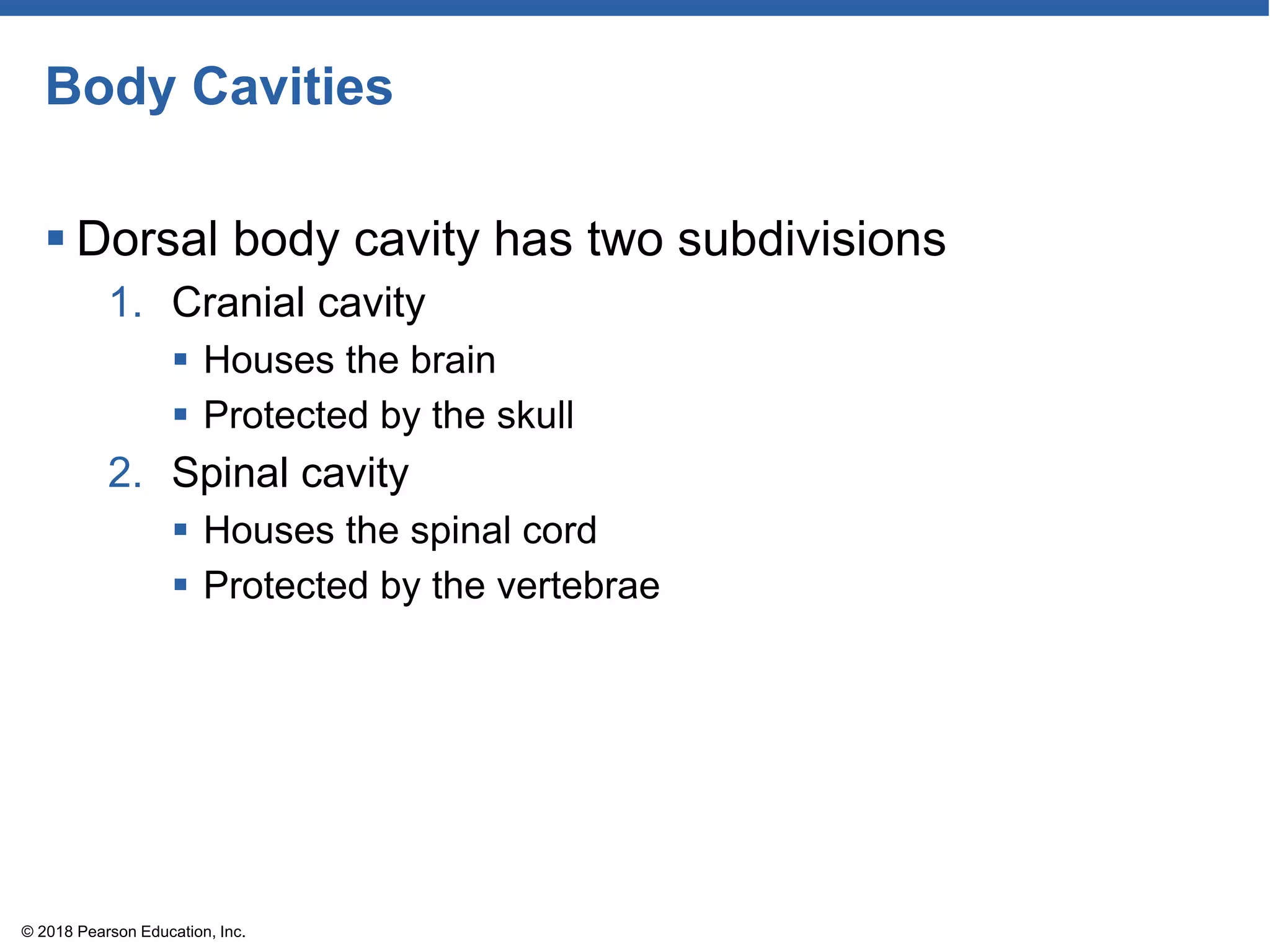Body Cavities
 Dorsal body cavity has two subdivisions
1. Cranial cavity
 Houses the brain
 Protected by the skull
2. Spinal cavity
 Houses the spinal cord
 Protected by the vertebrae
© 2018 Pearson Education, Inc.
 