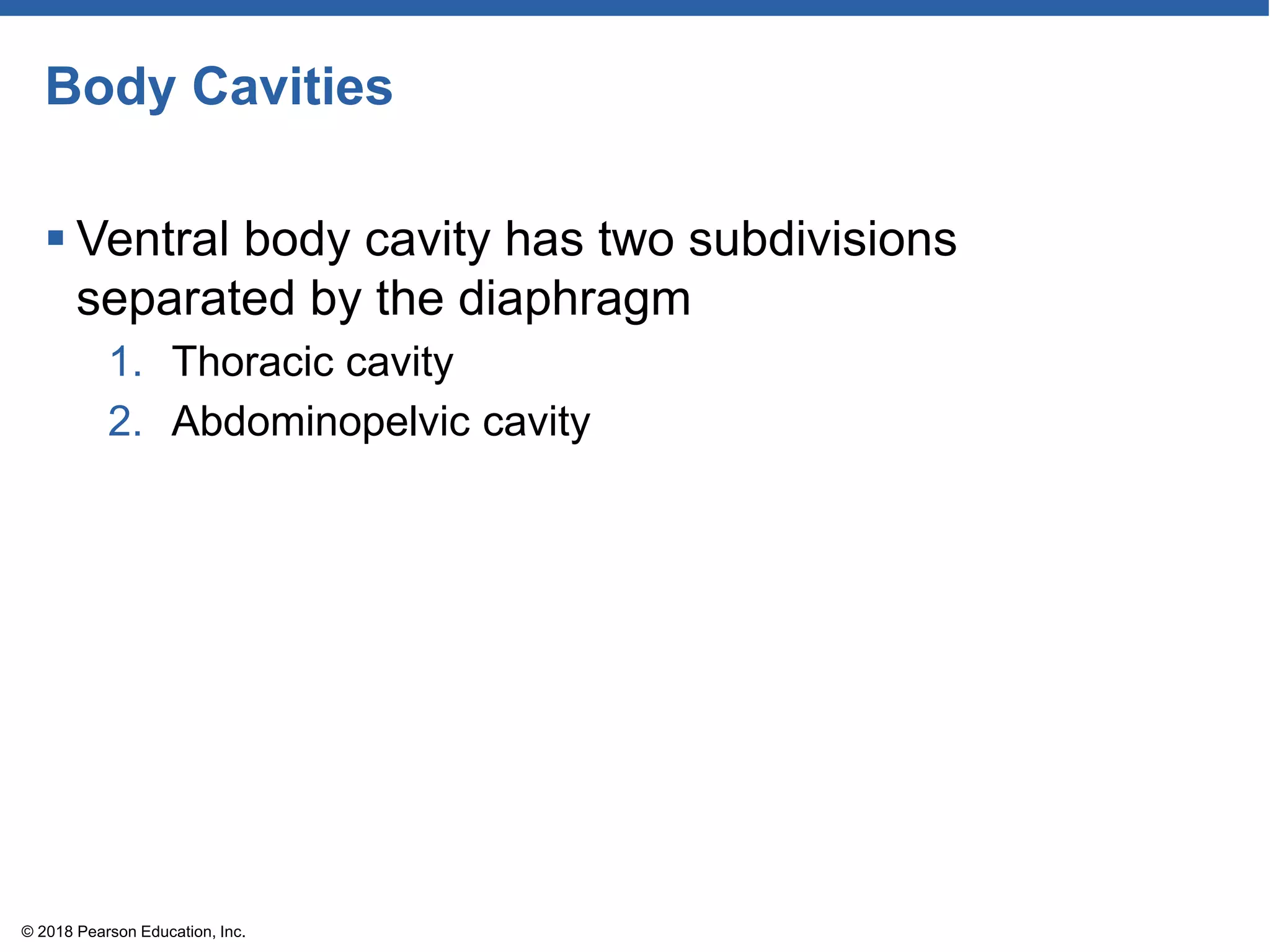 Body Cavities
 Ventral body cavity has two subdivisions
separated by the diaphragm
1. Thoracic cavity
2. Abdominopelvic cavity
© 2018 Pearson Education, Inc.
 