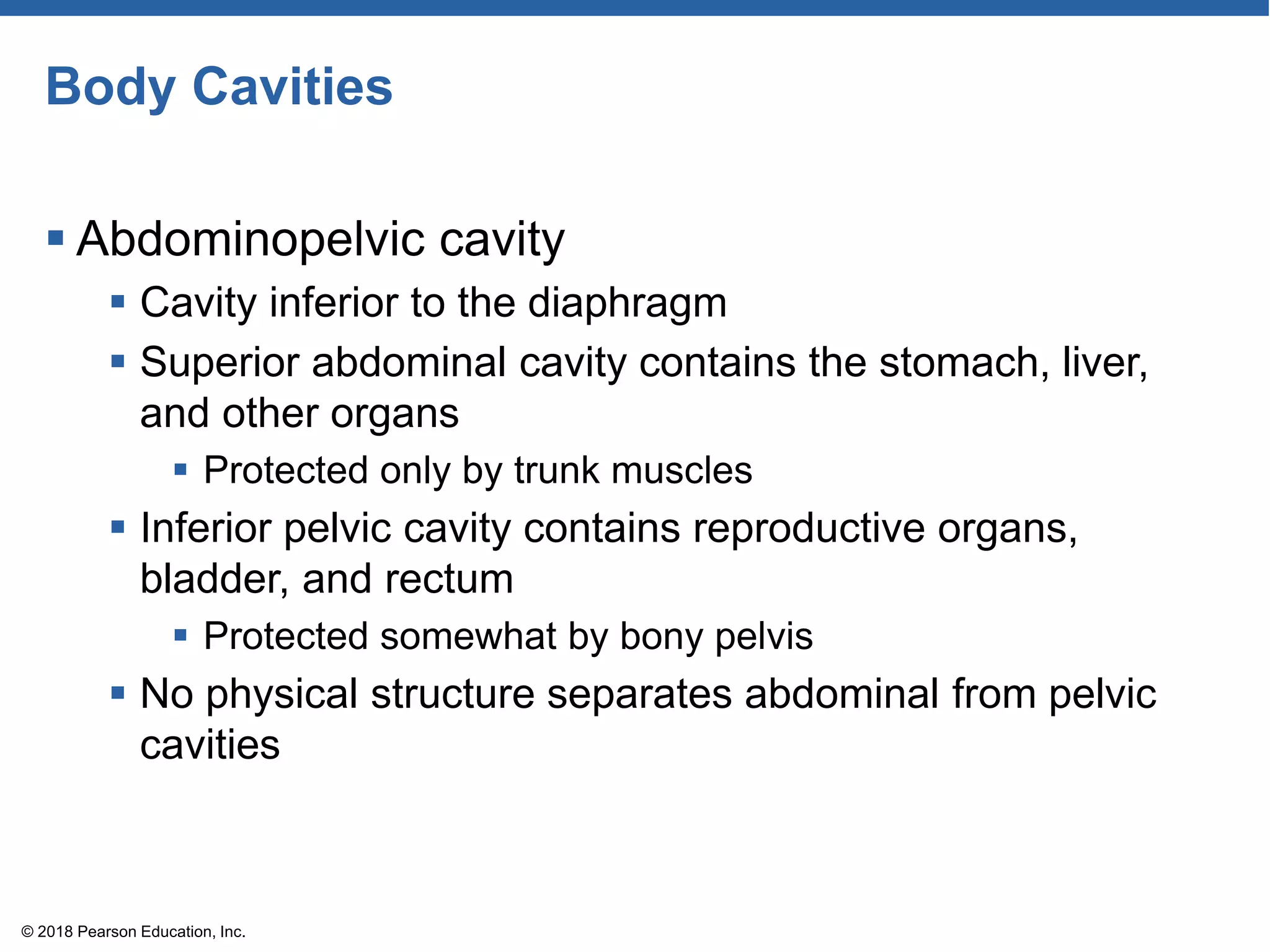 Body Cavities
 Abdominopelvic cavity
 Cavity inferior to the diaphragm
 Superior abdominal cavity contains the stomach, liver,
and other organs
 Protected only by trunk muscles
 Inferior pelvic cavity contains reproductive organs,
bladder, and rectum
 Protected somewhat by bony pelvis
 No physical structure separates abdominal from pelvic
cavities
© 2018 Pearson Education, Inc.
 