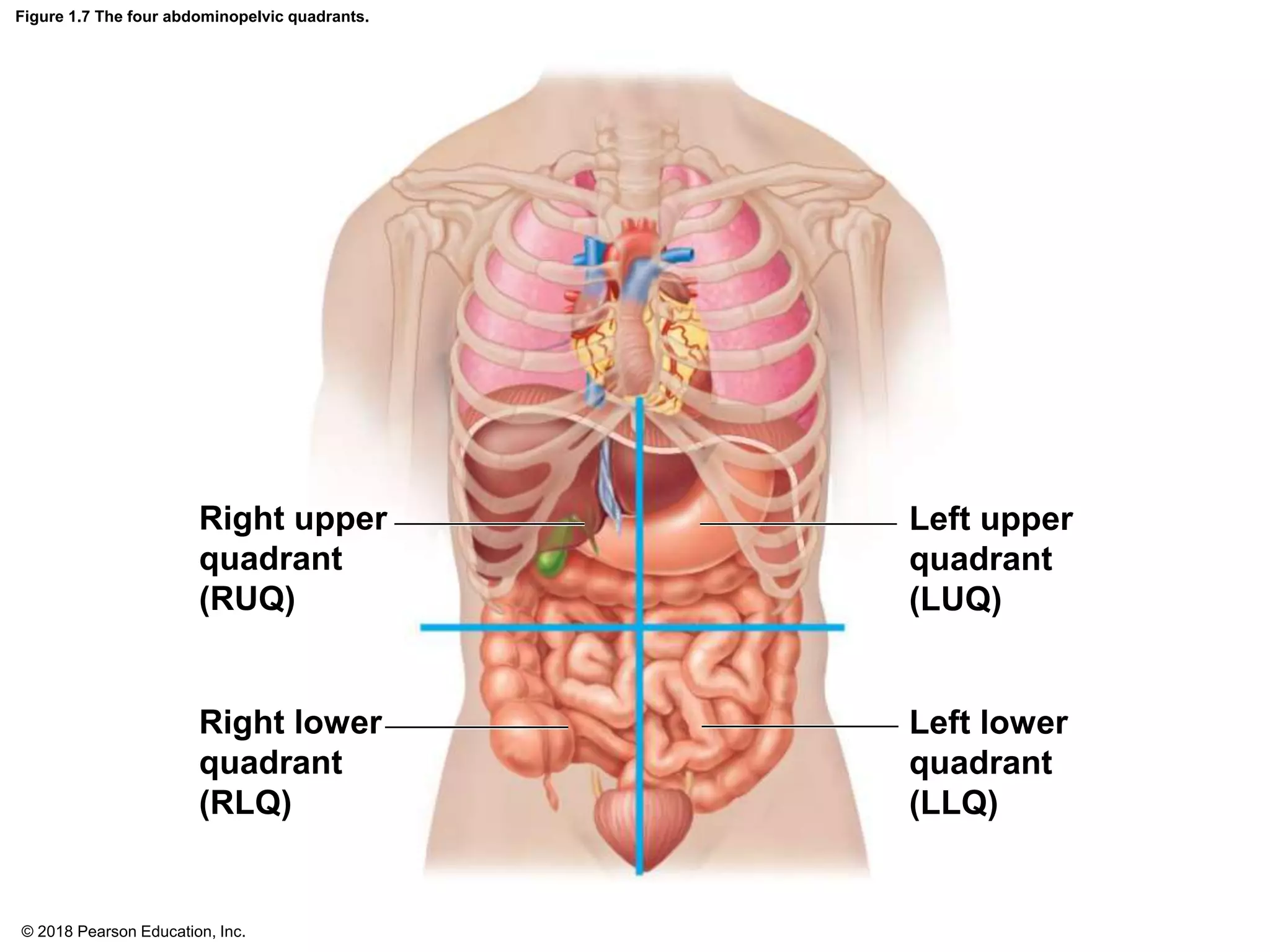 Figure 1.7 The four abdominopelvic quadrants.
Right upper
quadrant
(RUQ)
Left lower
quadrant
(LLQ)
Right lower
quadrant
(RLQ)
Left upper
quadrant
(LUQ)
© 2018 Pearson Education, Inc.
 