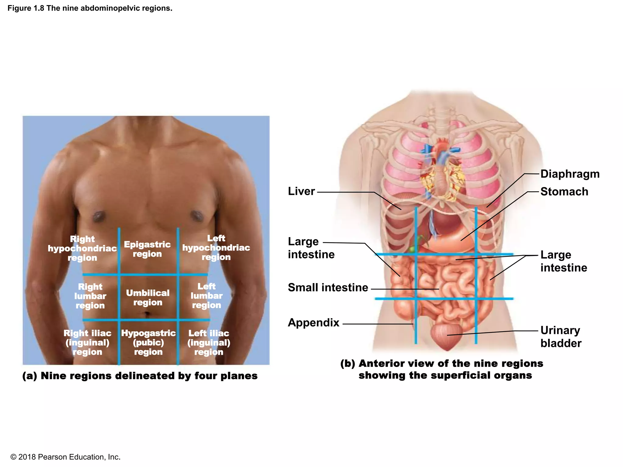 Figure 1.8 The nine abdominopelvic regions.
Right
hypochondriac
region
Epigastric
region
Left
hypochondriac
region
Right
lumbar
region
Umbilical
region
Left
lumbar
region
Right iliac
(inguinal)
region
Hypogastric
(pubic)
region
Left iliac
(inguinal)
region
(a) Nine regions delineated by four planes
(b) Anterior view of the nine regions
showing the superficial organs
Liver
Large
intestine
Small intestine
Appendix
Urinary
bladder
Large
intestine
Diaphragm
Stomach
© 2018 Pearson Education, Inc.
 