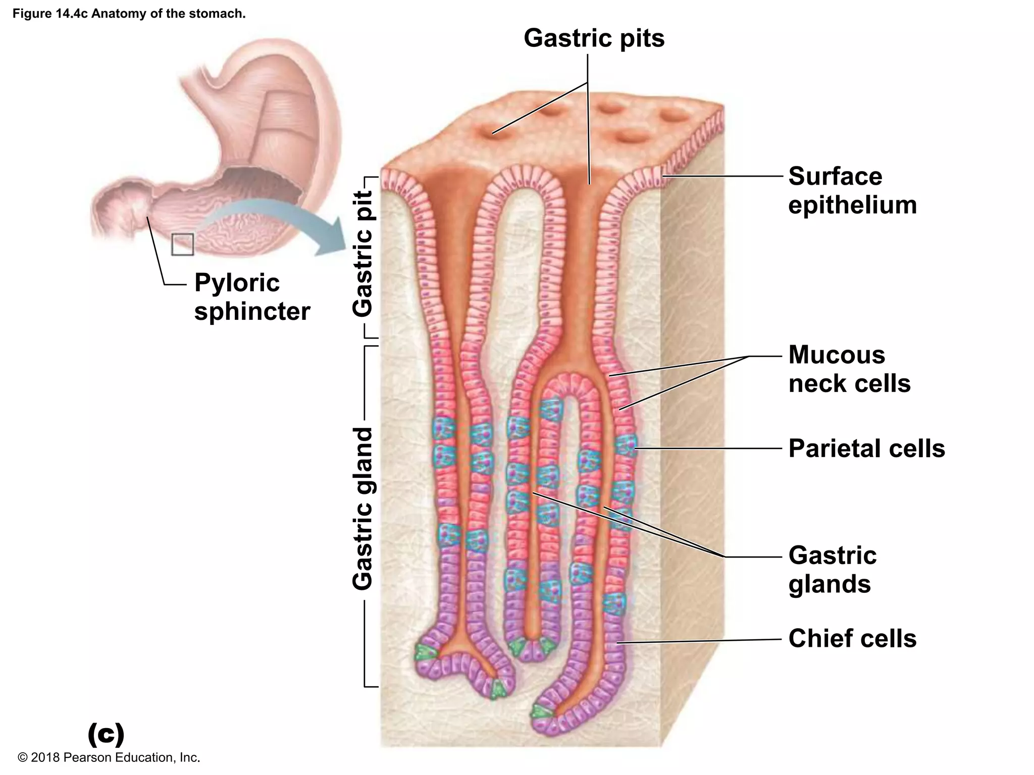 © 2018 Pearson Education, Inc.
Figure 14.4c Anatomy of the stomach.
Gastric pits
Pyloric
sphincter
Gastric
pit
Surface
epithelium
Mucous
neck cells
Gastric
gland
Parietal cells
Gastric
glands
Chief cells
(c)
 
