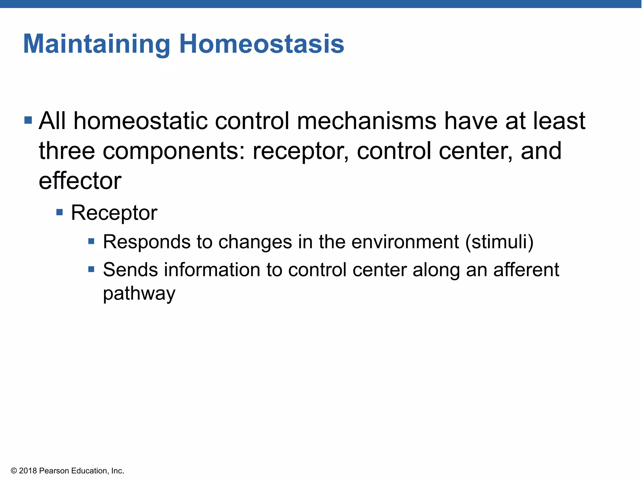 Maintaining Homeostasis
 All homeostatic control mechanisms have at least
three components: receptor, control center, and
effector
 Receptor
 Responds to changes in the environment (stimuli)
 Sends information to control center along an afferent
pathway
© 2018 Pearson Education, Inc.
 