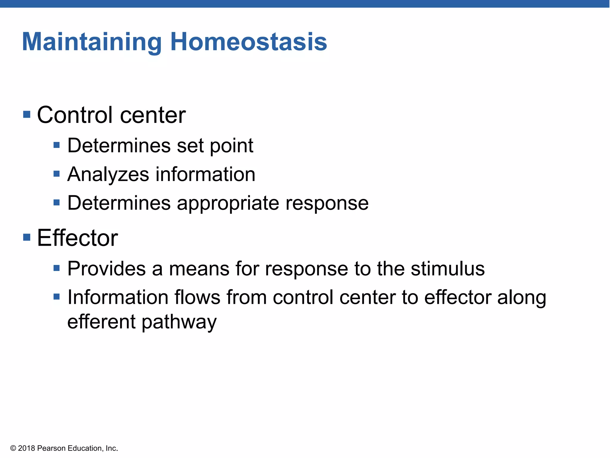 Maintaining Homeostasis
 Control center
 Determines set point
 Analyzes information
 Determines appropriate response
 Effector
 Provides a means for response to the stimulus
 Information flows from control center to effector along
efferent pathway
© 2018 Pearson Education, Inc.
 