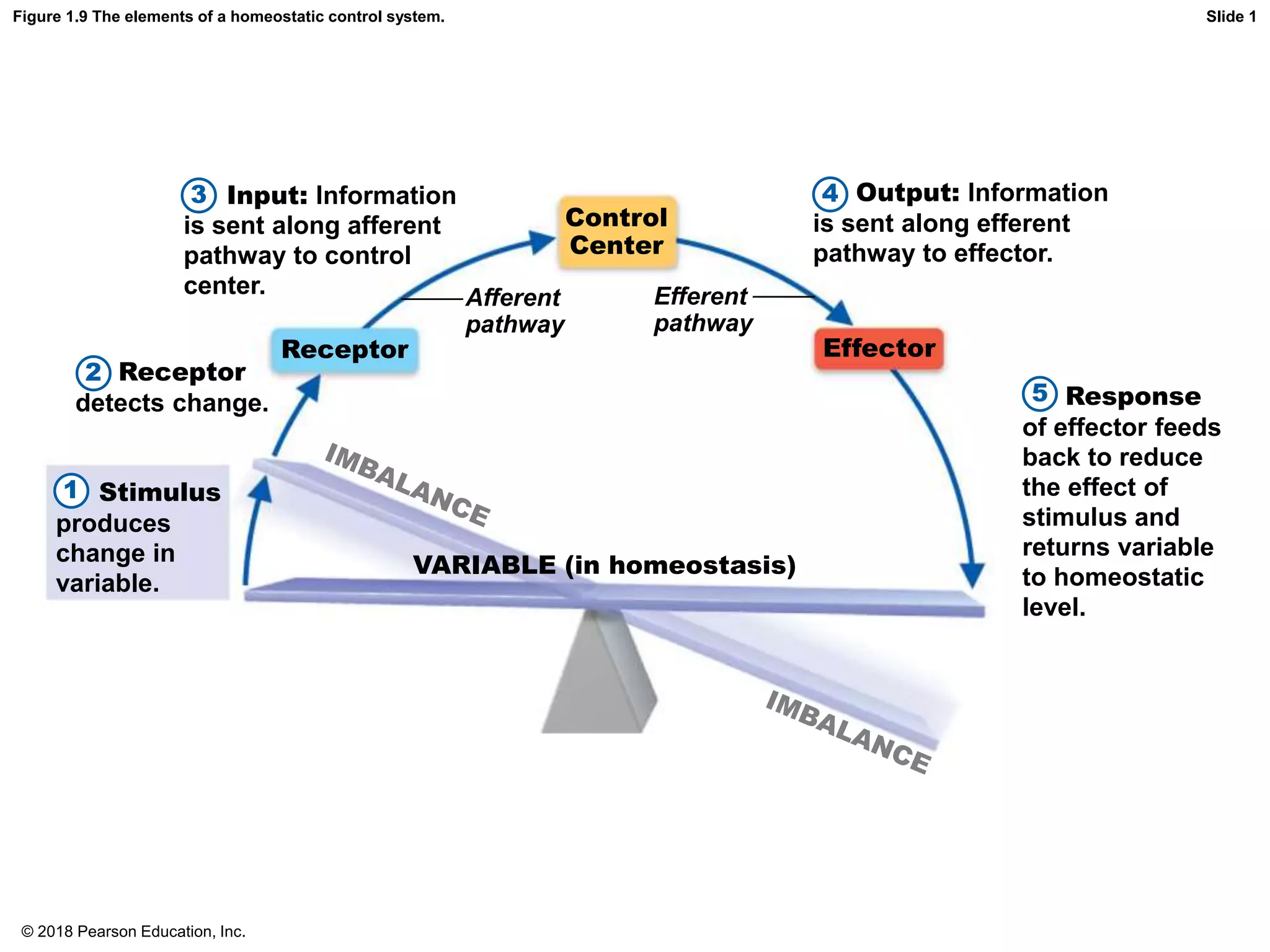 Figure 1.9 The elements of a homeostatic control system.
3 4
5
2
Control
Center
Receptor Effector
Afferent
pathway
Efferent
pathway
VARIABLE (in homeostasis)
Slide 1
Response
of effector feeds
back to reduce
the effect of
stimulus and
returns variable
to homeostatic
level.
Input: Information
is sent along afferent
pathway to control
center.
Output: Information
is sent along efferent
pathway to effector.
Receptor
detects change.
Stimulus
produces
change in
variable.
1
© 2018 Pearson Education, Inc.
 