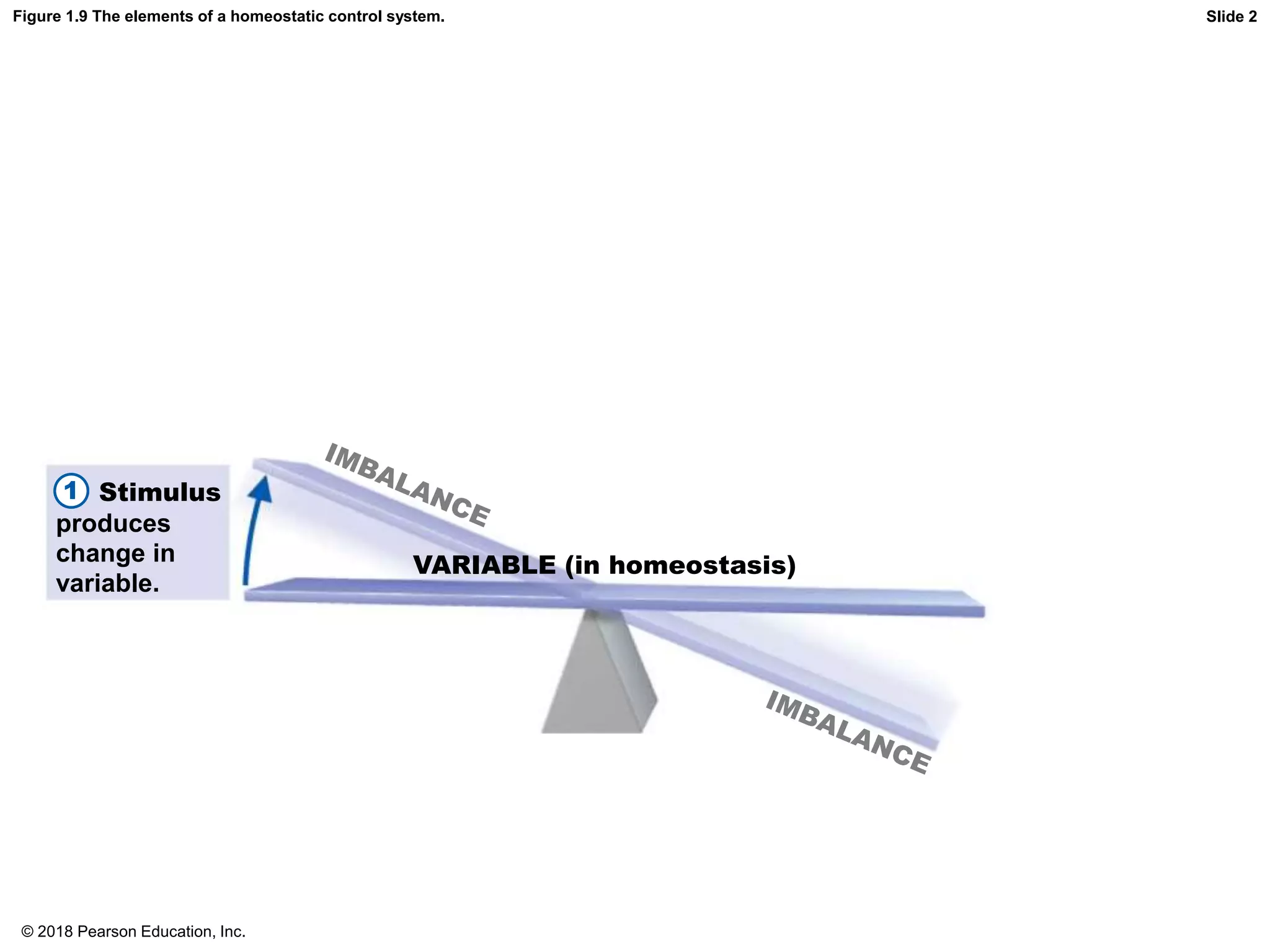VARIABLE (in homeostasis)
Slide 2
Stimulus
produces
change in
variable.
1
Figure 1.9 The elements of a homeostatic control system.
© 2018 Pearson Education, Inc.
 