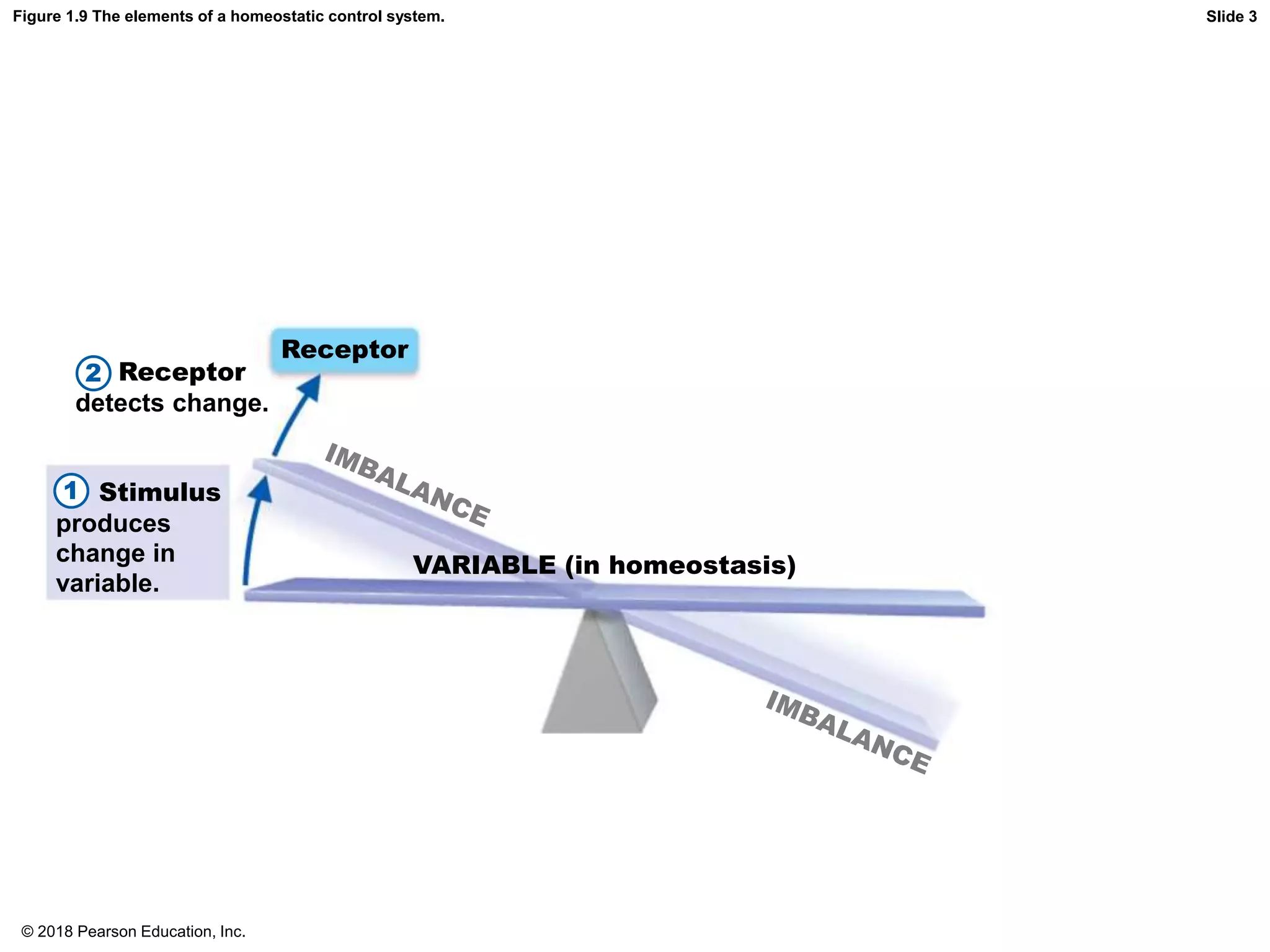 Figure 1.9 The elements of a homeostatic control system.
Receptor
VARIABLE (in homeostasis)
Slide 3
2 Receptor
detects change.
Stimulus
produces
change in
variable.
1
© 2018 Pearson Education, Inc.
 