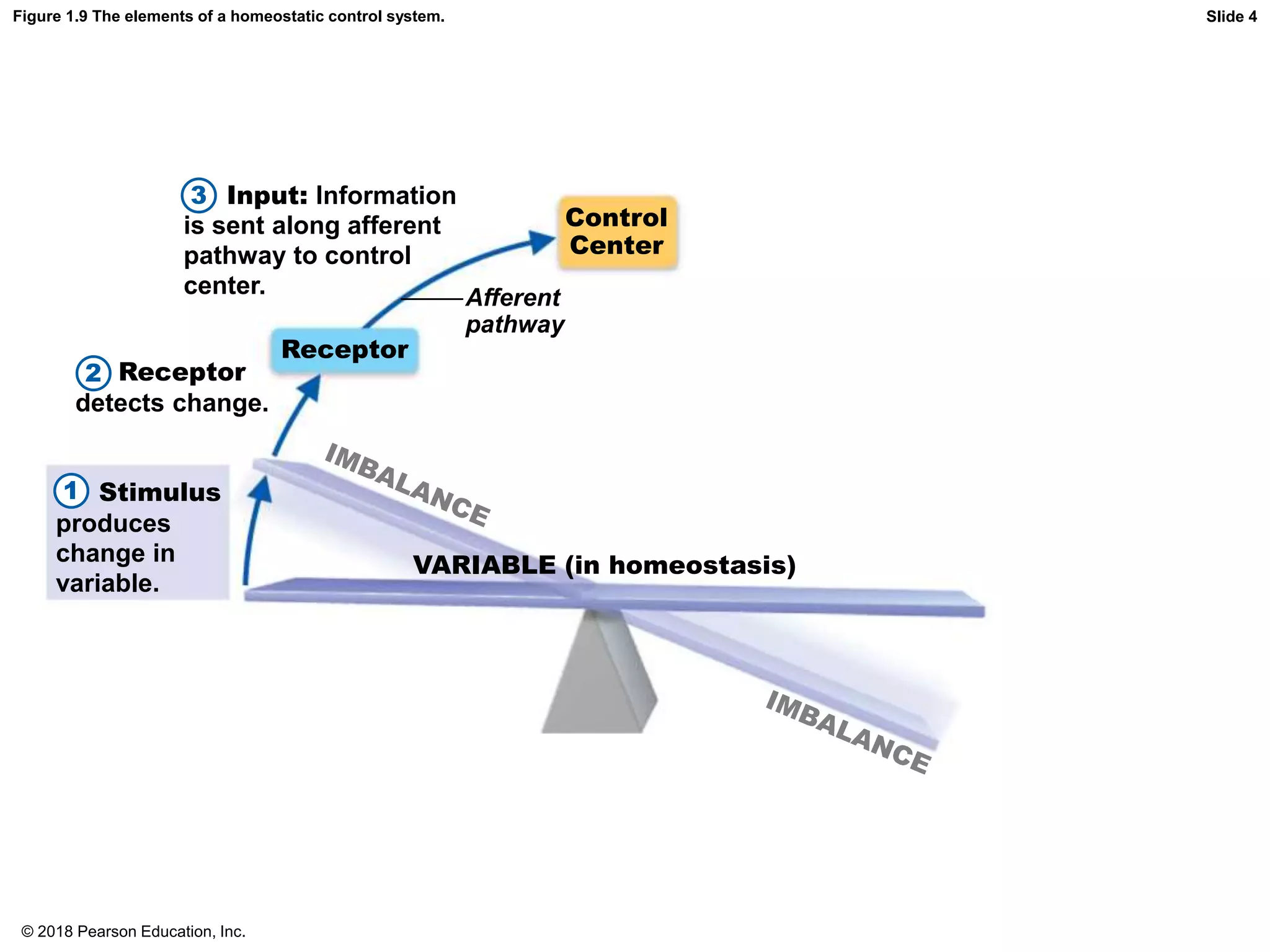 Figure 1.9 The elements of a homeostatic control system.
Control
Center
Receptor
Afferent
pathway
VARIABLE (in homeostasis)
Slide 4
2 Receptor
detects change.
Stimulus
produces
change in
variable.
3 Input: Information
is sent along afferent
pathway to control
center.
1
© 2018 Pearson Education, Inc.
 