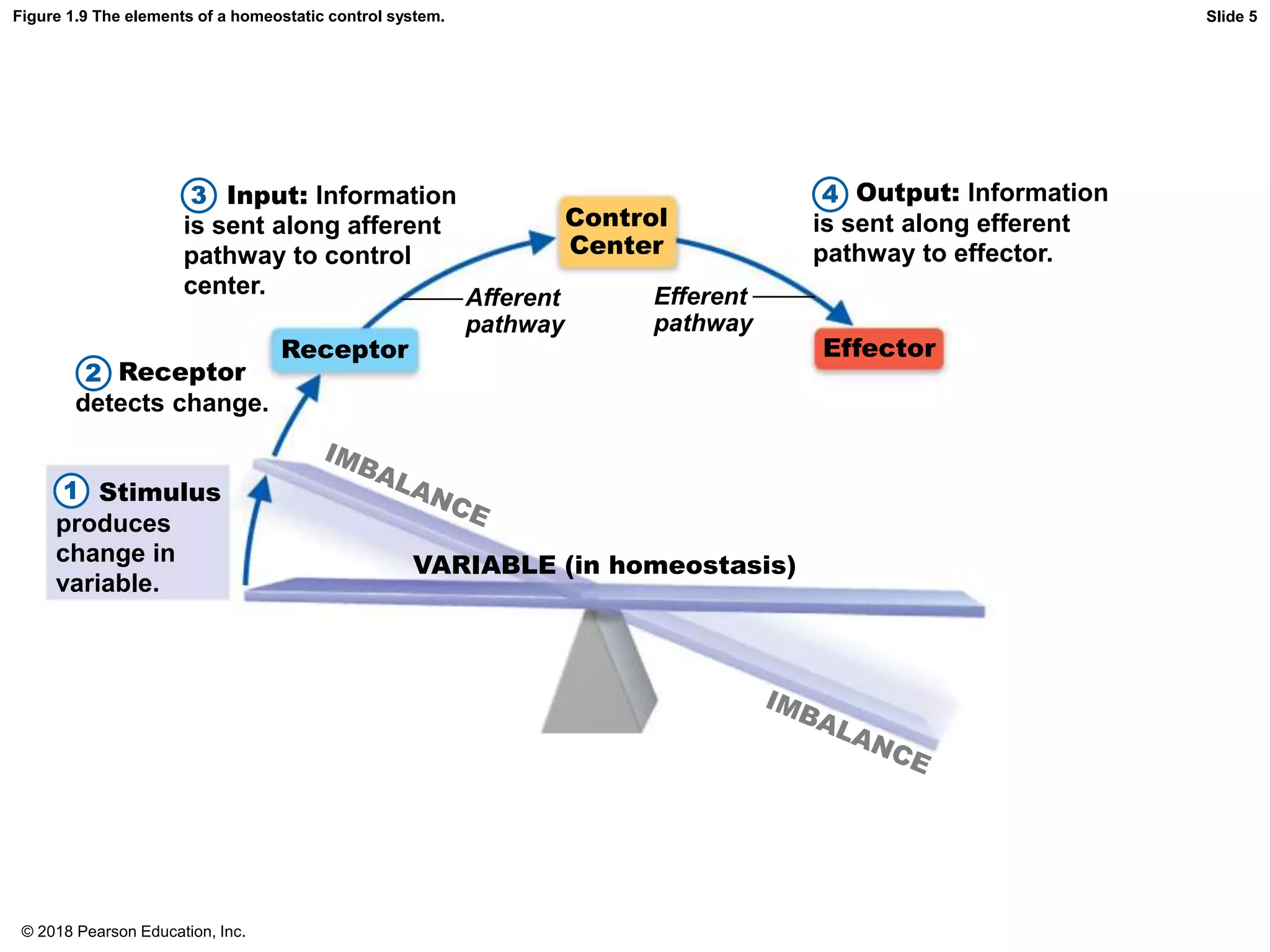 Figure 1.9 The elements of a homeostatic control system. Slide 5
3 4
2
Control
Center
Receptor Effector
Afferent
pathway
Efferent
pathway
VARIABLE (in homeostasis)
Input: Information
is sent along afferent
pathway to control
center.
Output: Information
is sent along efferent
pathway to effector.
Receptor
detects change.
Stimulus
produces
change in
variable.
1
© 2018 Pearson Education, Inc.
 