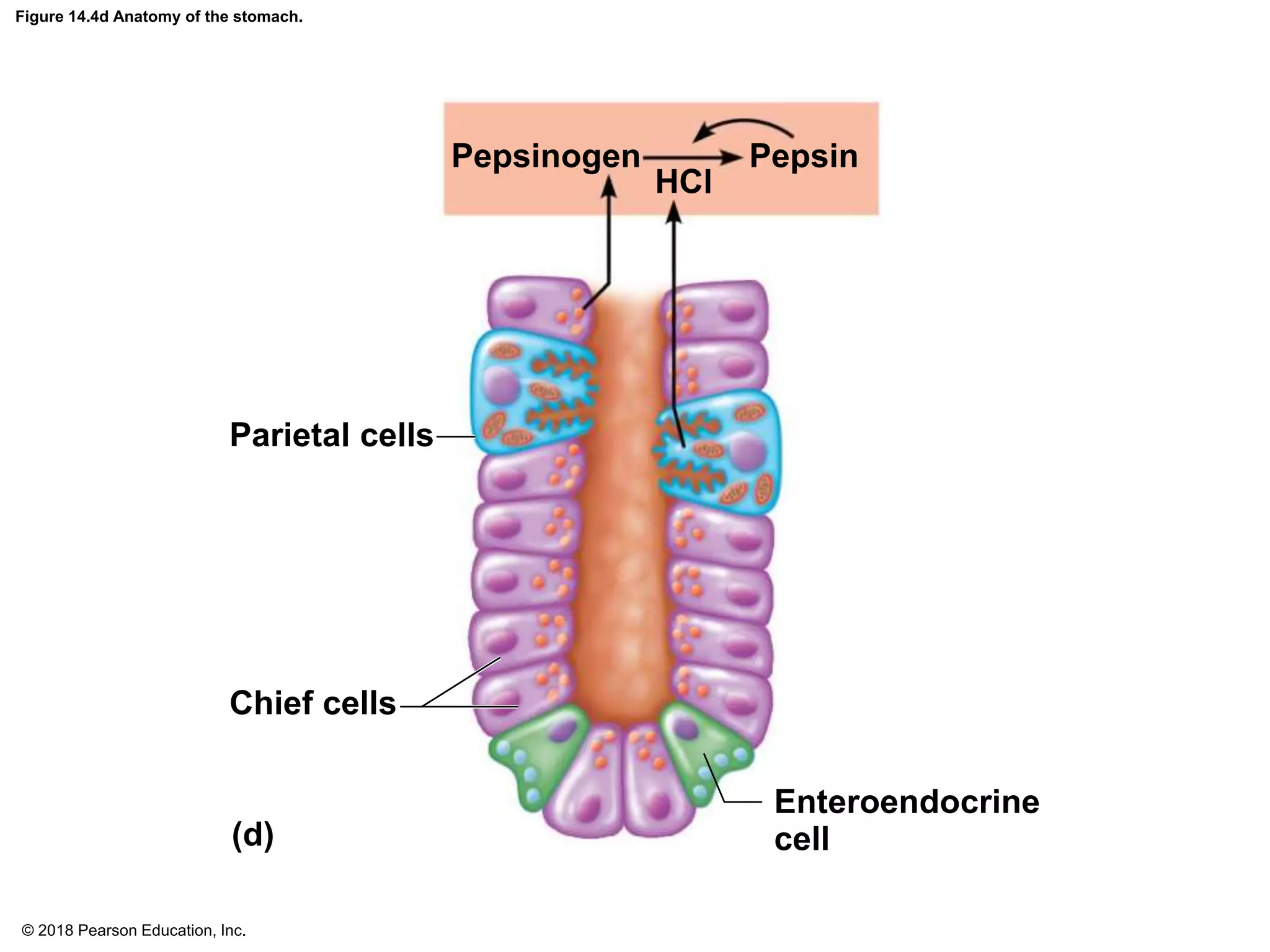 © 2018 Pearson Education, Inc.
Figure 14.4d Anatomy of the stomach.
Pepsinogen
HCl
Pepsin
Parietal cells
Chief cells
Enteroendocrine
cell
(d)
 