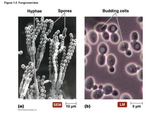 Figure 1.5 Fungi-overview
 