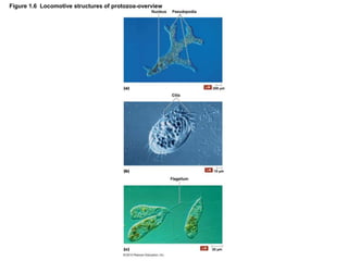 Figure 1.6 Locomotive structures of protozoa-overview
 