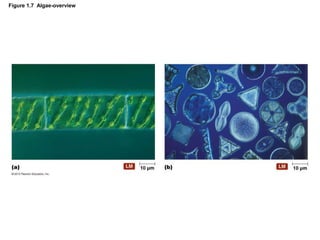 Figure 1.7 Algae-overview
 