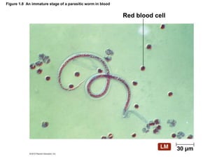 Figure 1.8 An immature stage of a parasitic worm in blood
Red blood cell
 