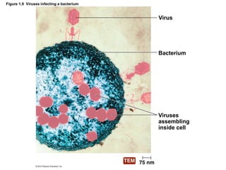 Figure 1.9 Viruses infecting a bacterium
Virus
Bacterium
Viruses
assembling
inside cell
 