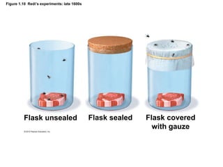 Figure 1.10 Redi’s experiments: late 1600s
Flask unsealed Flask sealed Flask covered
with gauze
 