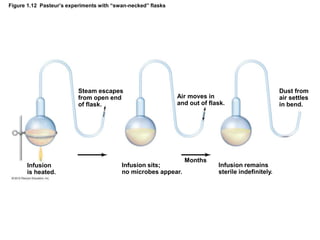 Figure 1.12 Pasteur’s experiments with “swan-necked” flasks
Steam escapes
from open end
of flask.
Infusion
is heated.
Infusion sits;
no microbes appear.
Months
Air moves in
and out of flask.
Infusion remains
sterile indefinitely.
Dust from
air settles
in bend.
 