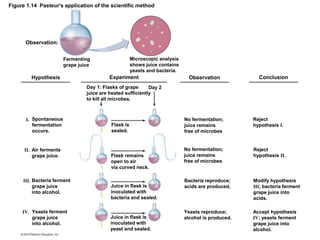 Figure 1.14 Pasteur's application of the scientific method
Observation:
Hypothesis Experiment Observation Conclusion
Fermenting
grape juice
Microscopic analysis
shows juice contains
yeasts and bacteria.
Day 1: Flasks of grape
juice are heated sufficiently
to kill all microbes.
Day 2
I. Spontaneous
fermentation
occurs.
II. Air ferments
grape juice.
III. Bacteria ferment
grape juice
into alcohol.
IV. Yeasts ferment
grape juice
into alcohol.
Juice in flask is
inoculated with
yeast and sealed.
Juice in flask is
inoculated with
bacteria and sealed.
Flask remains
open to air
via curved neck.
Flask is
sealed.
No fermentation;
juice remains
free of microbes
No fermentation;
juice remains
free of microbes
Bacteria reproduce;
acids are produced.
Yeasts reproduce;
alcohol is produced.
Reject
hypothesis I.
Reject
hypothesis II.
Modify hypothesis
III; bacteria ferment
grape juice into
acids.
Accept hypothesis
IV; yeasts ferment
grape juice into
alcohol.
 