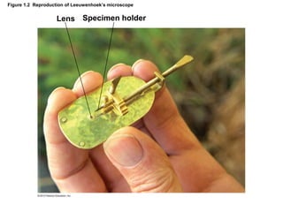 Figure 1.2 Reproduction of Leeuwenhoek’s microscope
Specimen holder
Lens
 