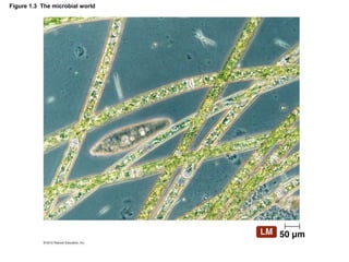 Figure 1.3 The microbial world
 