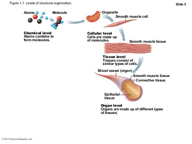 Ch1 Human body Part A