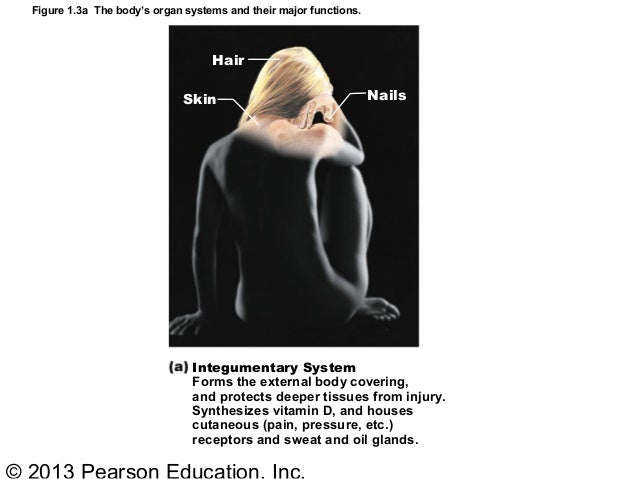 Ch1 Human body Part A