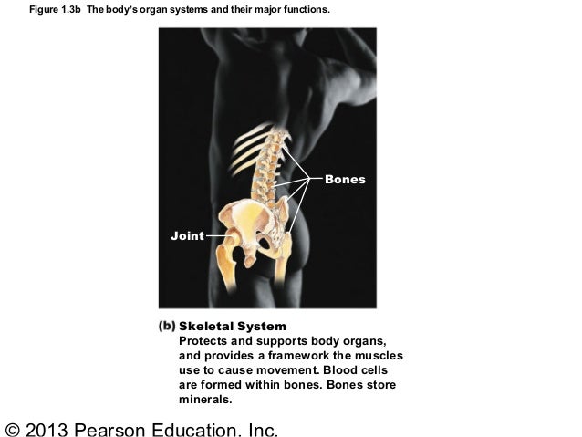 Ch1 Human body Part A