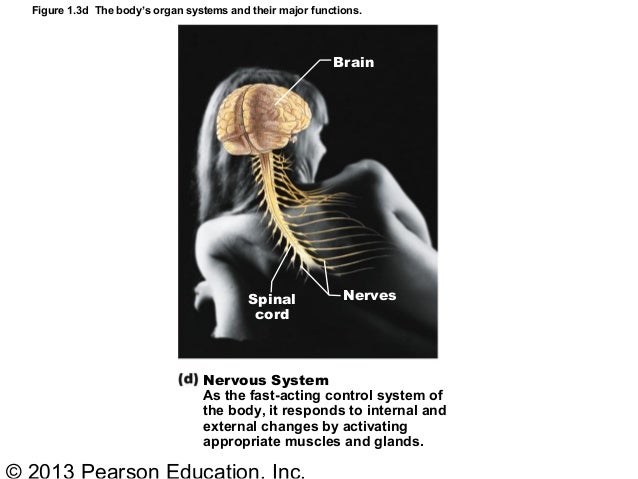Ch1 Human body Part A