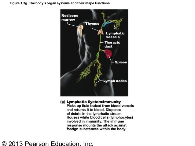 Ch1 Human body Part A