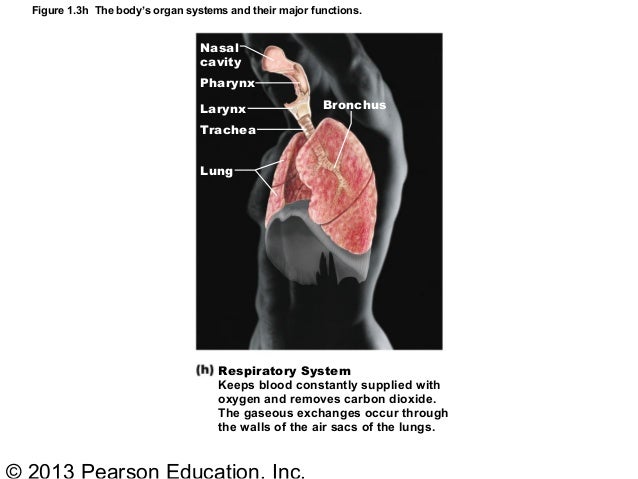 Ch1 Human body Part A
