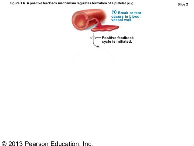 Ch1 Human body Part A