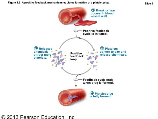 Ch1 Human body Part A