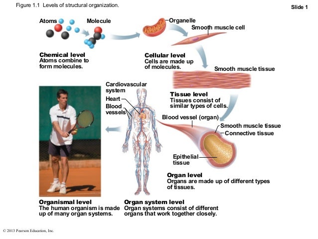 Ch1 Human body Part A