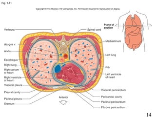 14
Fig. 1.11
 