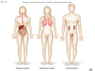 20
Fig. 1.17
 